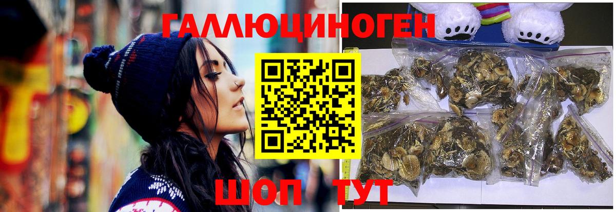 где купить наркотик  Вход с VPN  Карачаевск  Псилоцибиновые грибы Cubensis 